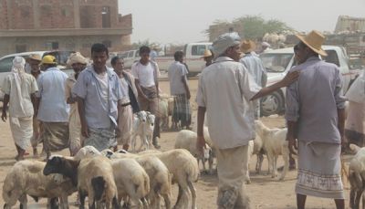 قدمتها "قطر الخيرية".. مليشيا الحوثي تنهب أكثر من 150 رأس ماشية من أضاحي الفقراء في إب