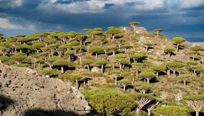 سلطات سقطرى تصدر قرارًا بمنع دخول شجرة القات إلى الأرخبيل