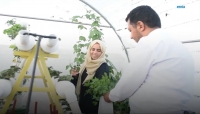 "الزراعة بدون تُربة".. يمنيان ينجحان في استحداث أول سطح أخضر في صنعاء